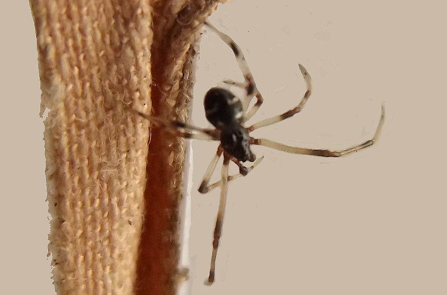 fam. Linyphiidae -  Pontedecimo (GE)